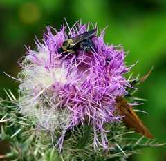Xylocopa virginica krombeini