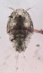 Copepoda