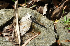 Orthetrum triangulare