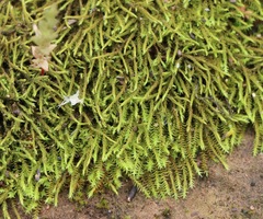 Triquetrella papillata