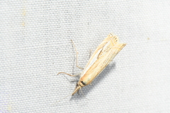Crambus saltuellus