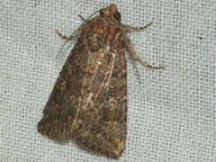 Hypoperigea tonsa