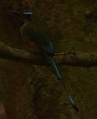 Eumomota superciliosa