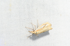 Crambus saltuellus