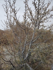 Fremontodendron californicum