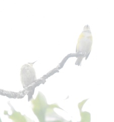 Euphonia hirundinacea