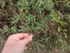 Prosopis pallida