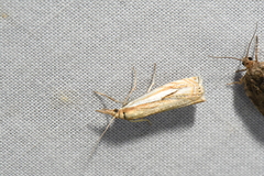 Crambus saltuellus