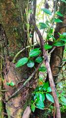 Calyptospora columnaris