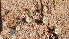 Cistanthe arenaria