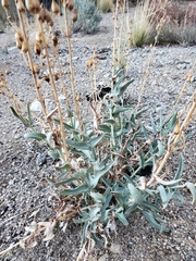 Penstemon centranthifolius