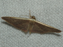 Idaea costaria