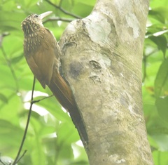 Xiphorhynchus flavigaster