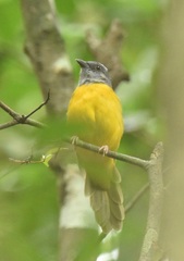 Eucometis penicillata