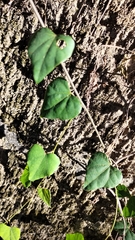 Pericampylus glaucus