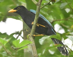 Cyanocorax yucatanicus