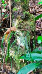 Psilotum complanatum