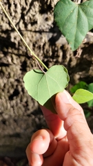 Pericampylus glaucus