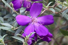 Pleroma semidecandrum