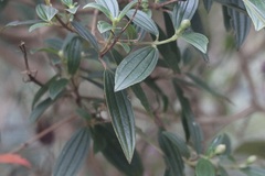 Pleroma semidecandrum