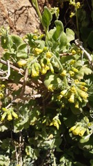 Nicotiana rupicola
