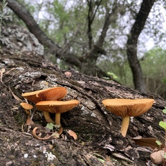 Gymnopilus lepidotus
