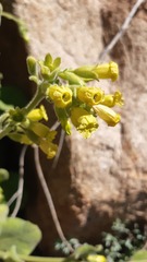 Nicotiana rupicola