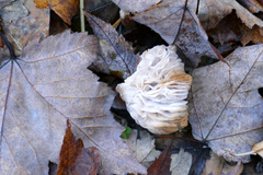 Hypomyces tremellicola