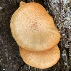 Gymnopilus lepidotus