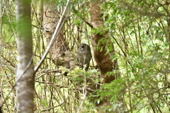 Strix rufipes