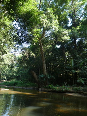 Syzygium tierneyanum