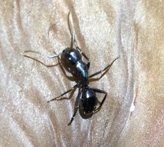 Camponotus laevigatus