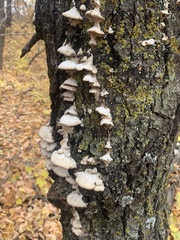 Trichaptum subchartaceum