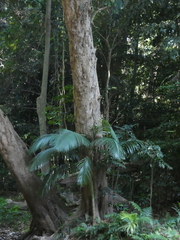 Syzygium tierneyanum