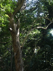 Syzygium tierneyanum