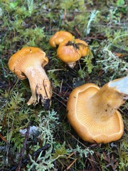Cantharellus