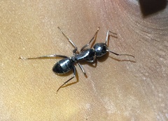 Camponotus laevigatus