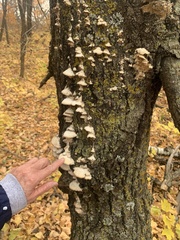 Trichaptum subchartaceum