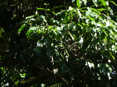 Syzygium tierneyanum