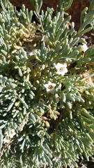 Nolana crassulifolia