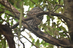 Strix rufipes