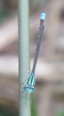 Pseudagrion coeleste umsingaziense