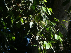 Syzygium tierneyanum