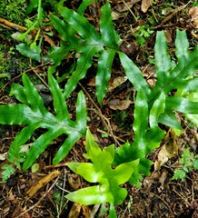 Microsorum pustulatum pustulatum