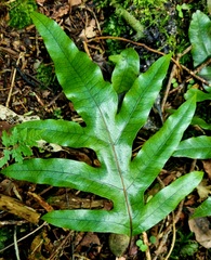 Microsorum pustulatum pustulatum