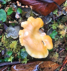 Cantharellus