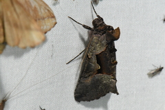 Autographa ampla