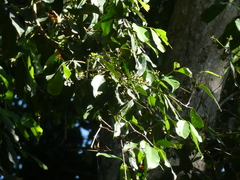 Syzygium tierneyanum
