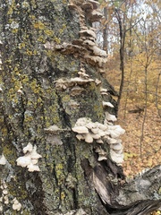 Trichaptum subchartaceum