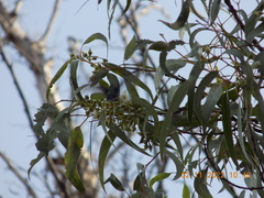 Leucolia violiceps